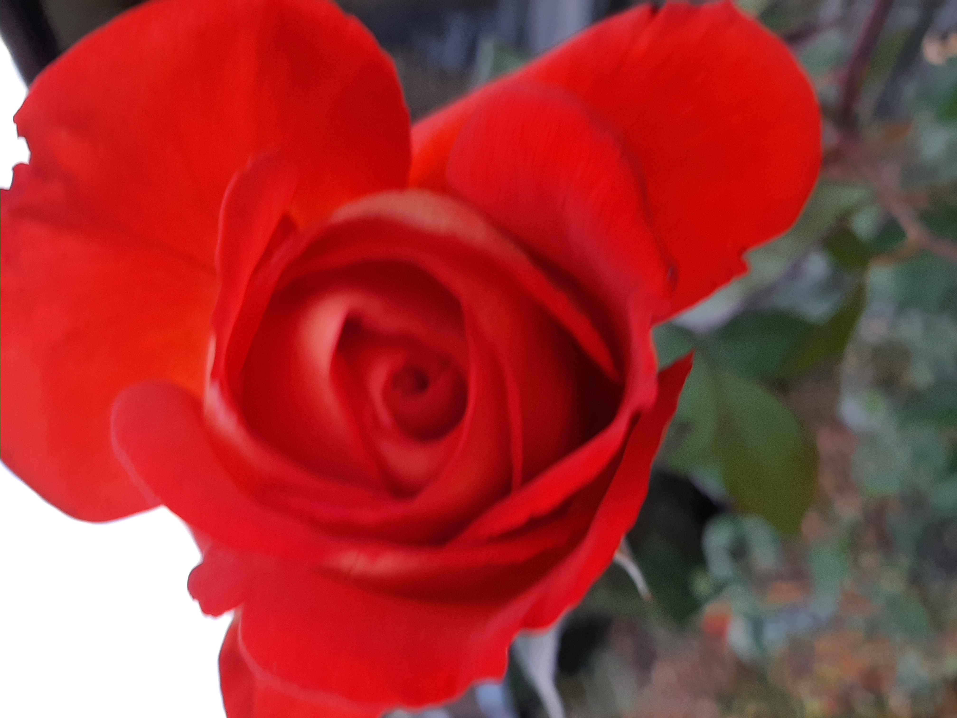 Lana P. :: Троянда-квітка